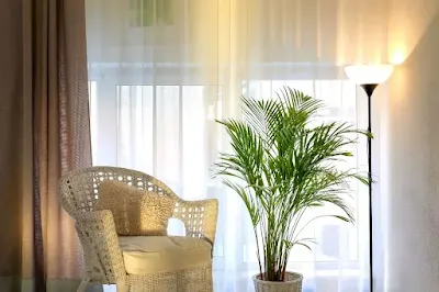 Areca Bambu Cuidados e Dicas