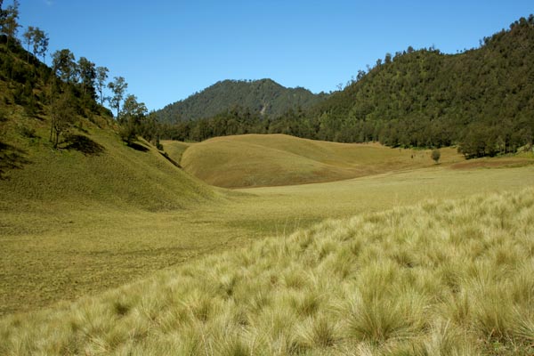 PERSEBARAN FLORA DI INDONESIA  Persebaran Flora Fauna di 