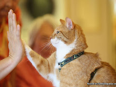 Kajian Mendapati Kucing Lebih Suka Lepak Bersama Manusia!