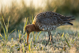 Wildlifefotografie Uferschnepfe Olaf Kerber