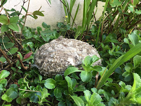 cocoon made by Artist Corina Duyn, covered in wasp nest paper, standing among plants in a garden 