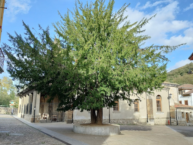 Tejo junto a la iglesia