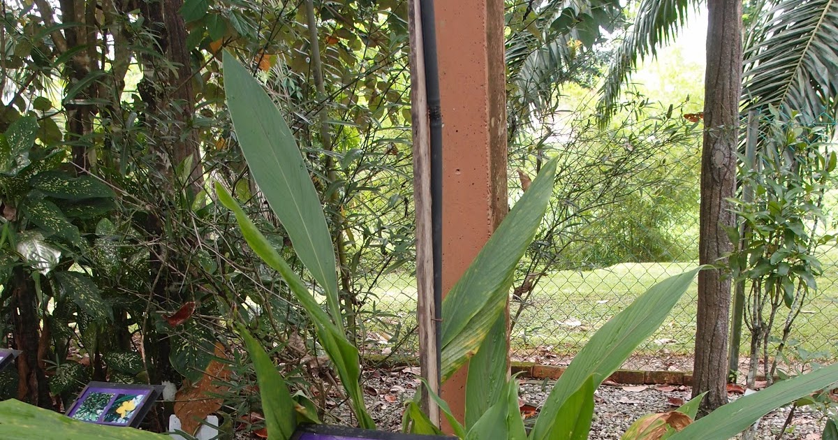 LI NA HERBS: TEMULAWAK (Curcuma zanthorrhiza)