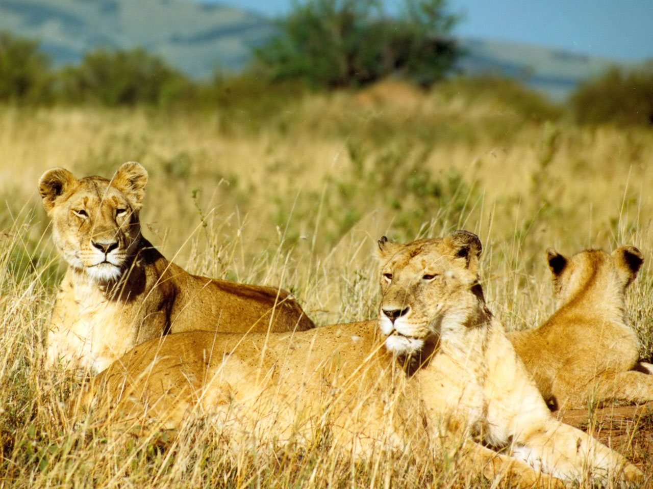 Dangerous HD Lion Wallpapers ~ Wild Life