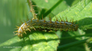 Brenthis daphne caterpillar DSC158534