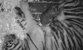 Rare Tiger Born In San Francisco Zoo