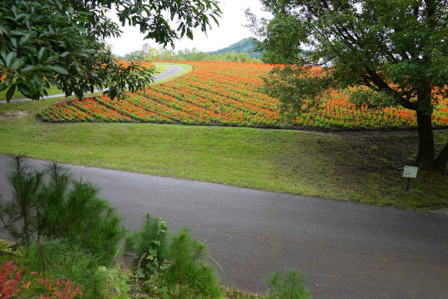 鳥取県西伯郡南部町鶴田　とっとり花回廊　花の丘