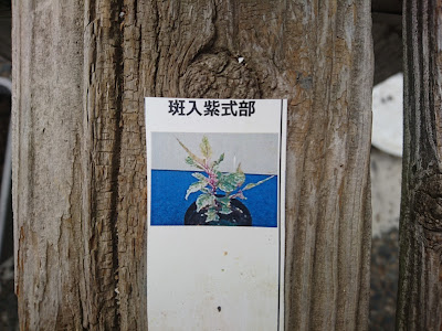 シジムラサキ　苗木