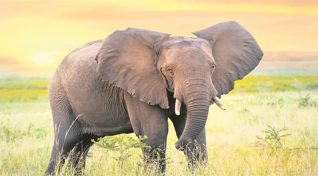 لماذا تختلف ألوان الفيلة؟