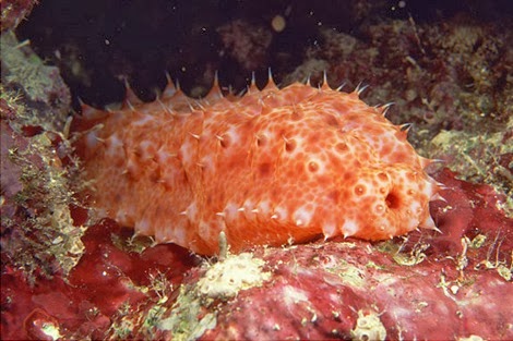  Penjelasan  Mengenai Hewan  Berkulit Duri Echinodermata 