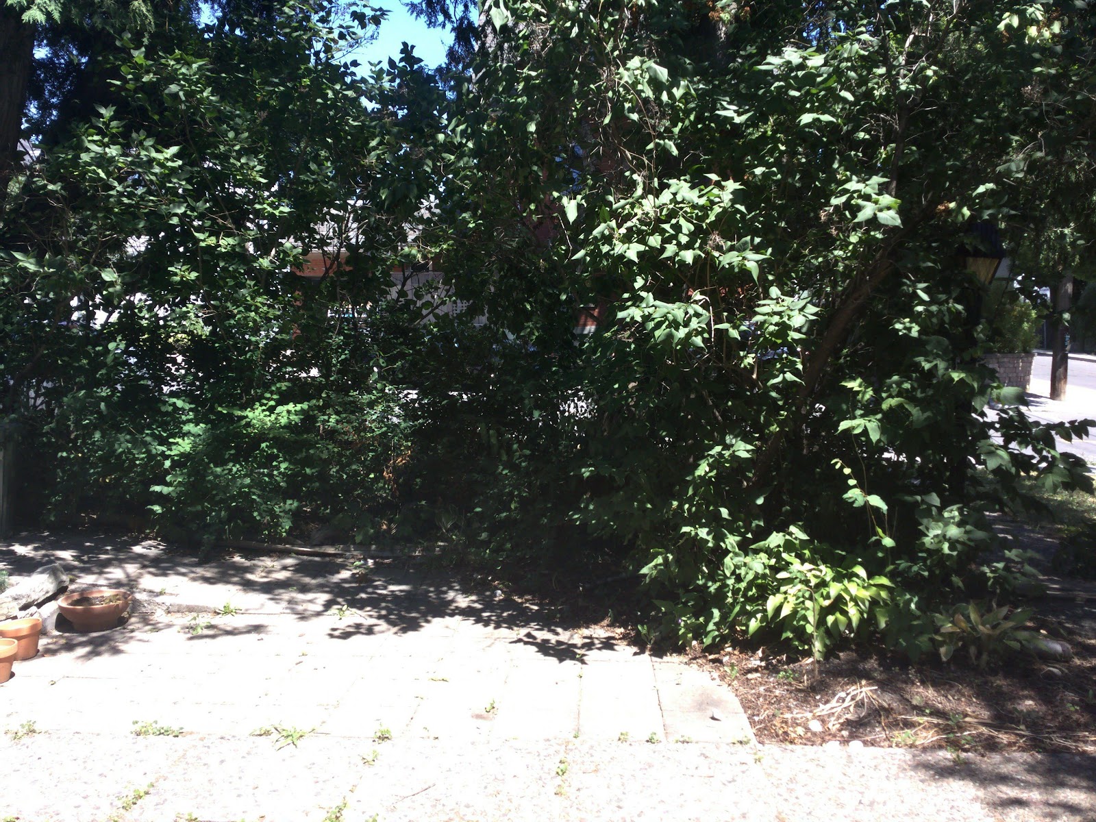 BloggerImage
