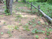 Kudzu vines at Natchez Trace State Park