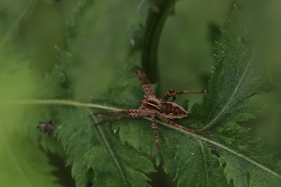 - Kraamwebspin - Pisaura mirabilis