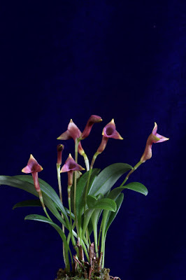 Masdevallia angulifera care and culture