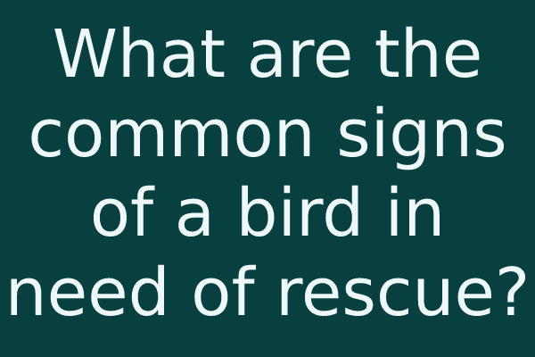 What are the common signs of a bird in need of rescue?