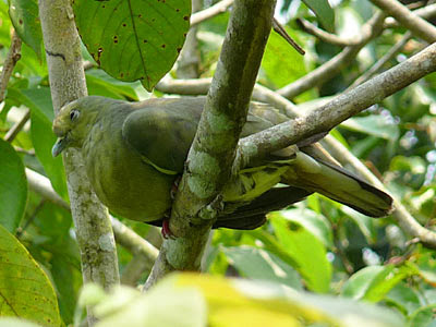 Female Pink-necked Green Pigeon (Treron vernans)