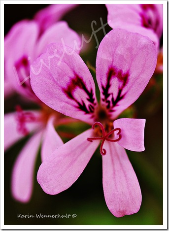 PelargonblommaAVATTENMÄRKE