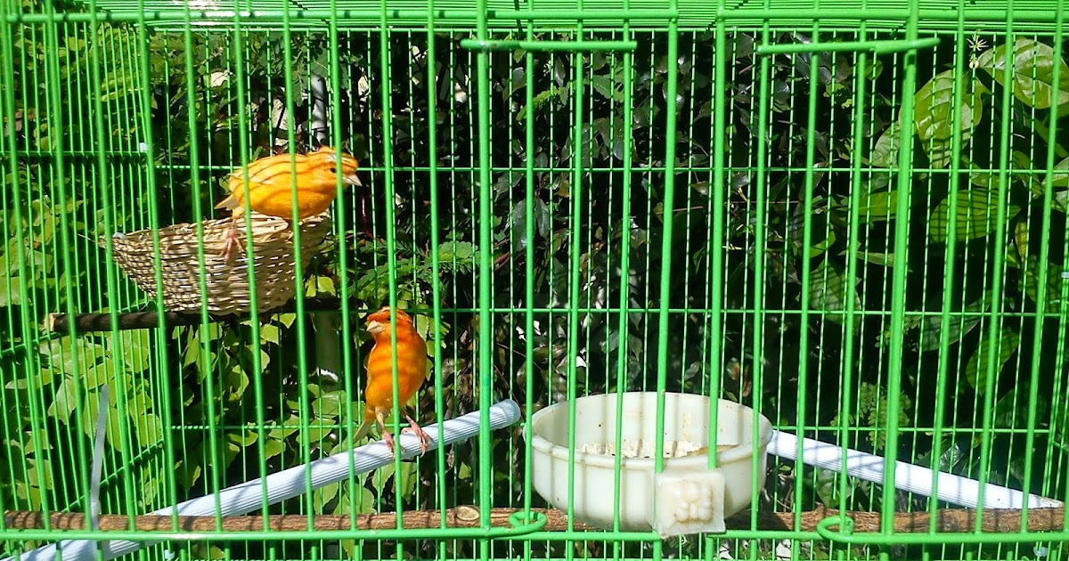 Air Minum Yang Baik Untuk Burung Kenari