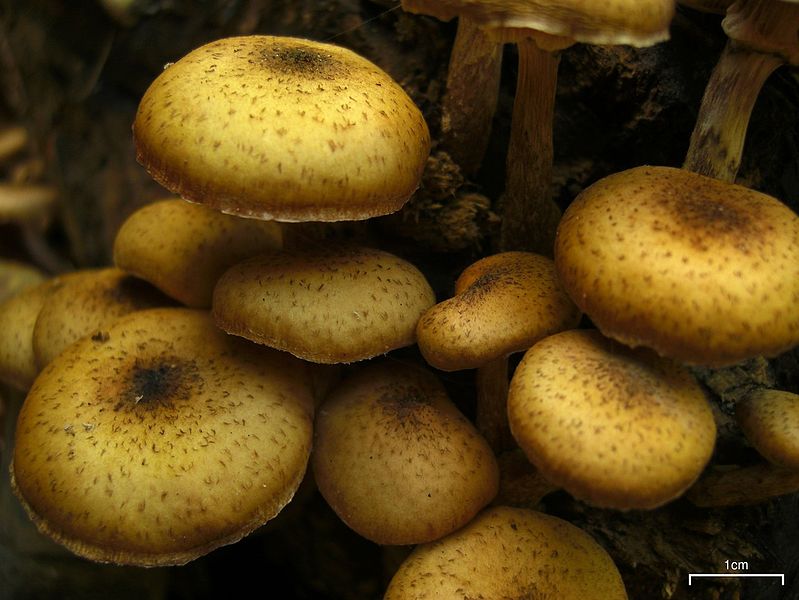 Nature Center Magazine Mushrooms For Everyone