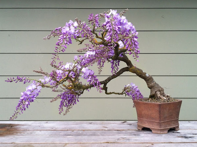 A magnifica arte do Bonsai