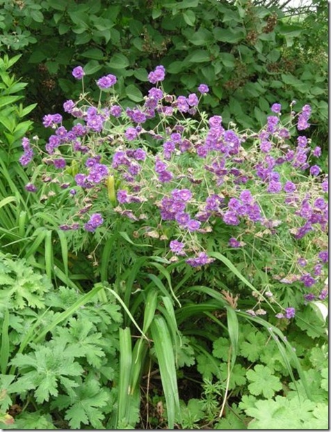 plenumviolaceum