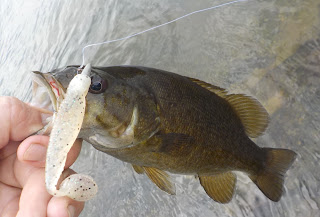 potomac smallmouth