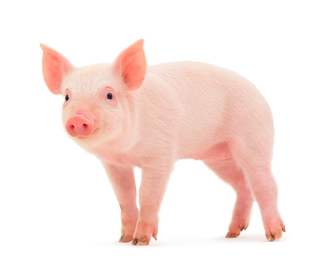 baby pig with white background