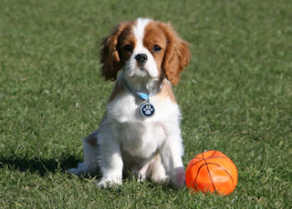 Cavalier King Charles Spaniel Puppy Picture