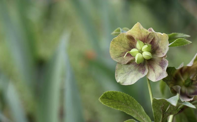 Lenten Rose Flowers