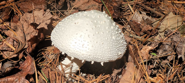 White mushroom in a bed of brown leaves.