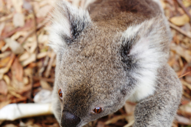 Close up photo of a Koala.