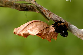 Pupa of Southern Birdwing Butterfly