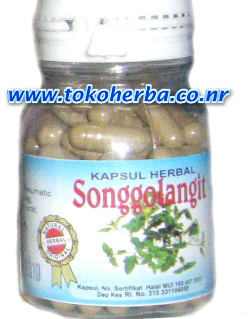 Obat herbal alami Songgolangit