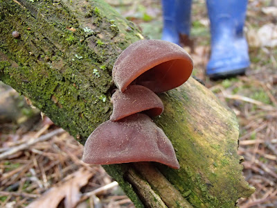 Uszak bzowy Auricularia auricula-judae