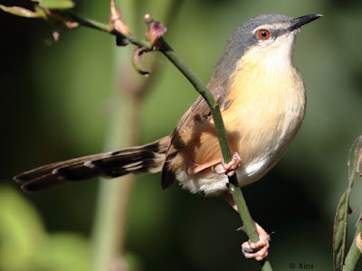 Ashy Prinia -