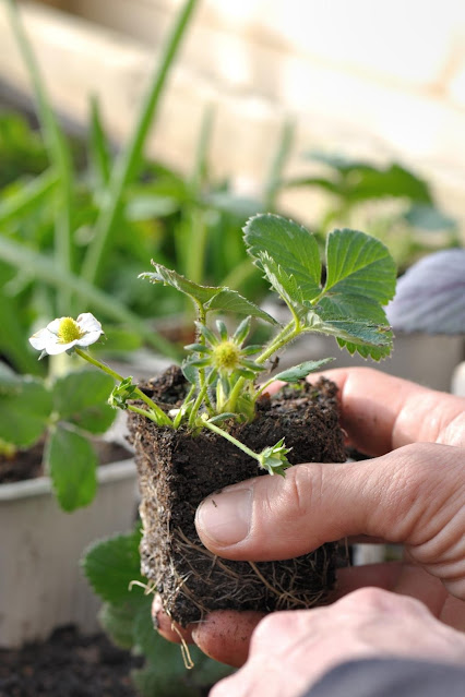 8 Steps for Growing Strawberries