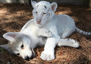 Lobo y tigre blanco cachorros
