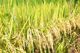 Cara Menanam Padi Organik dengan Metode SRI (System of Rice Intensification)