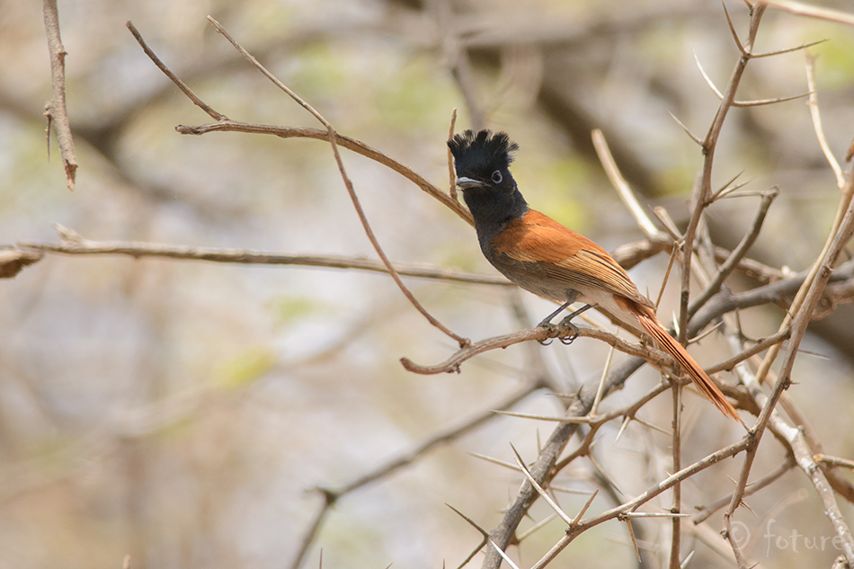 Salu-paradiisipiibik, Terpsiphone viridis harterti, African Paradise Flycatcher, piibik