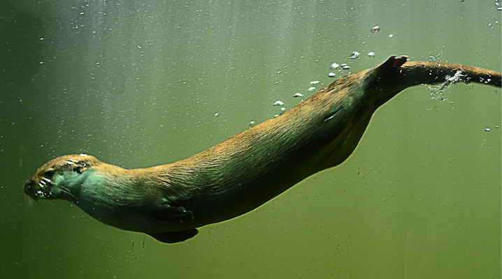 How Long Can Otters Hold Their Breath?