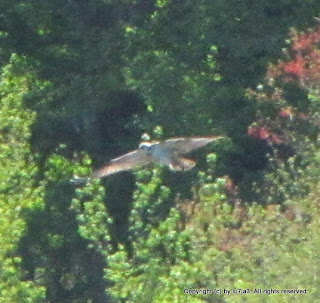 Osprey Diving for Fish