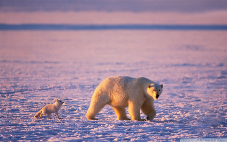 Polar Bears And Climate Change Symbiosis Of Polar Bears