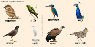 assamese birds name