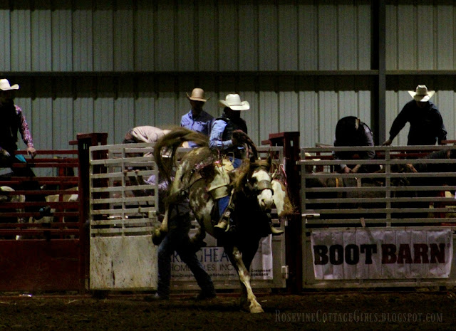 #rodeo #broncriding #cowboys #cows #horses