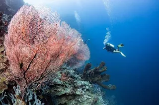 Togean Islands Sulawesi