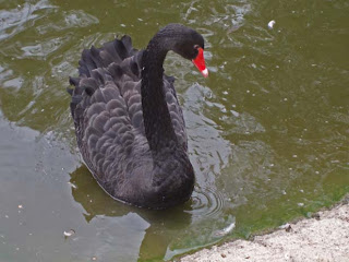 Black Swan