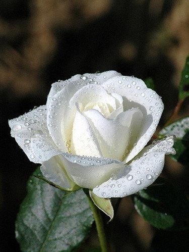 images of rose flowers. white rose flowers.