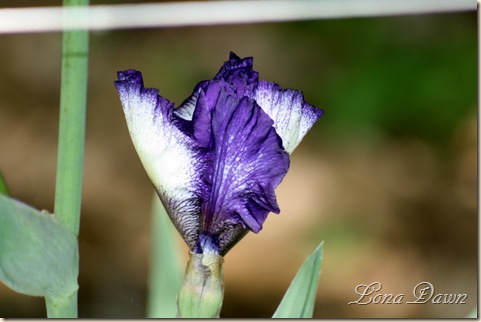 OreoIris_Bud