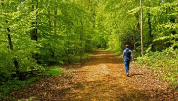 Curing Tree Blindness with nature walk