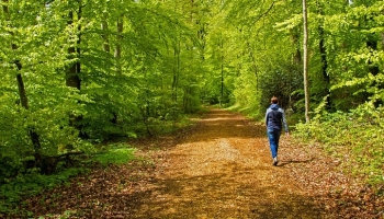 Are you Blind to Trees? | Tree Blindness 